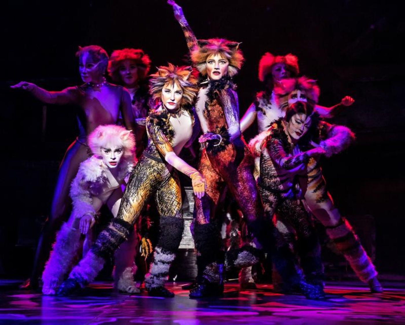 Review: CATS at Starlight Theatre  Image