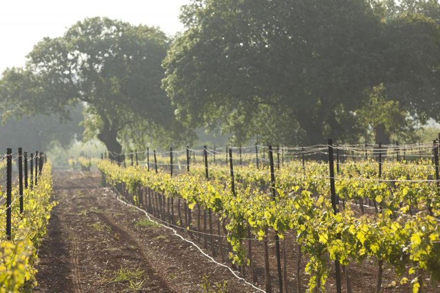 Meet Winemaker Michael Avery and the Wines from GAILIL MOUNTAIN WINERY in Israel Image
