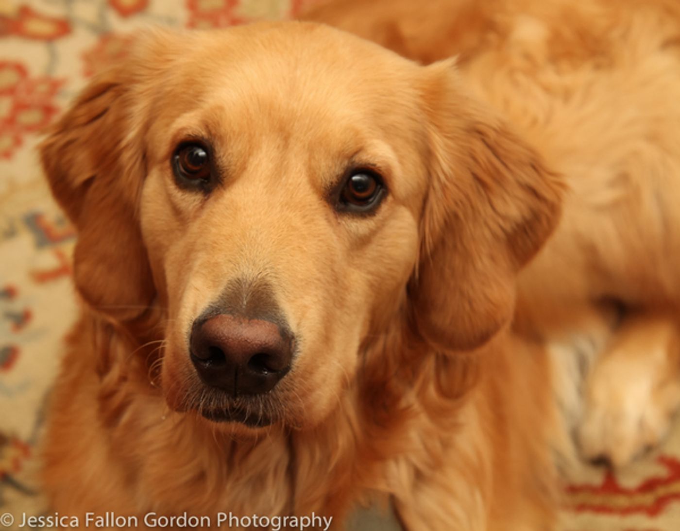 Tails of Broadway: Victoria Clark Acts Up with Sir Laurence Olivier!  Image