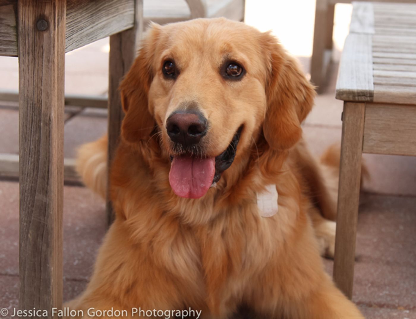 Tails of Broadway: Victoria Clark Acts Up with Sir Laurence Olivier!  Image