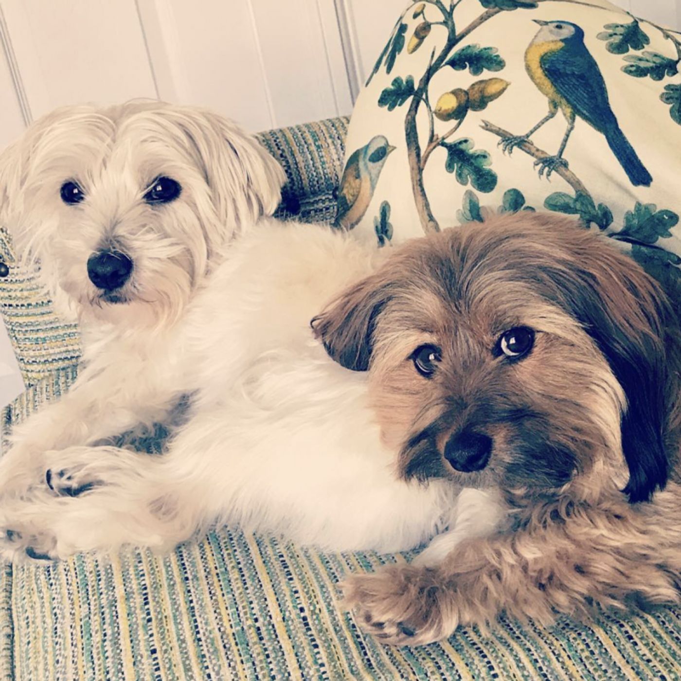 Interview: Checking In with YOUNGER, THE MUSIC MAN Star Sutton Foster on National Dog Day!  Image