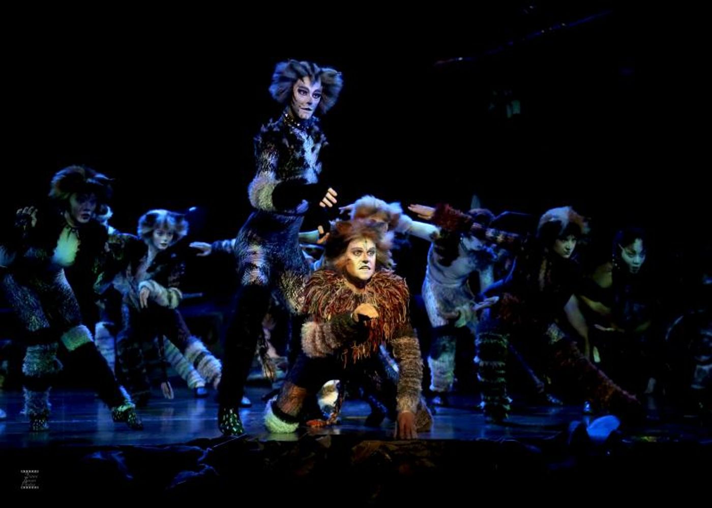 Review: CATS PRESS CALL at Ronacher Theater Wien  Image