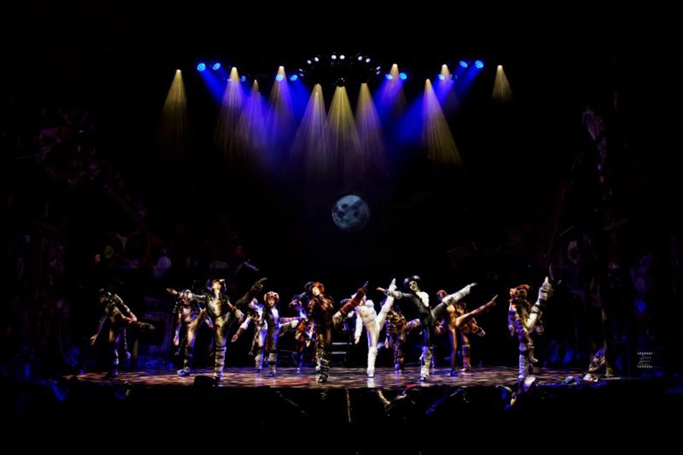Review: CATS PRESS CALL at Ronacher Theater Wien  Image