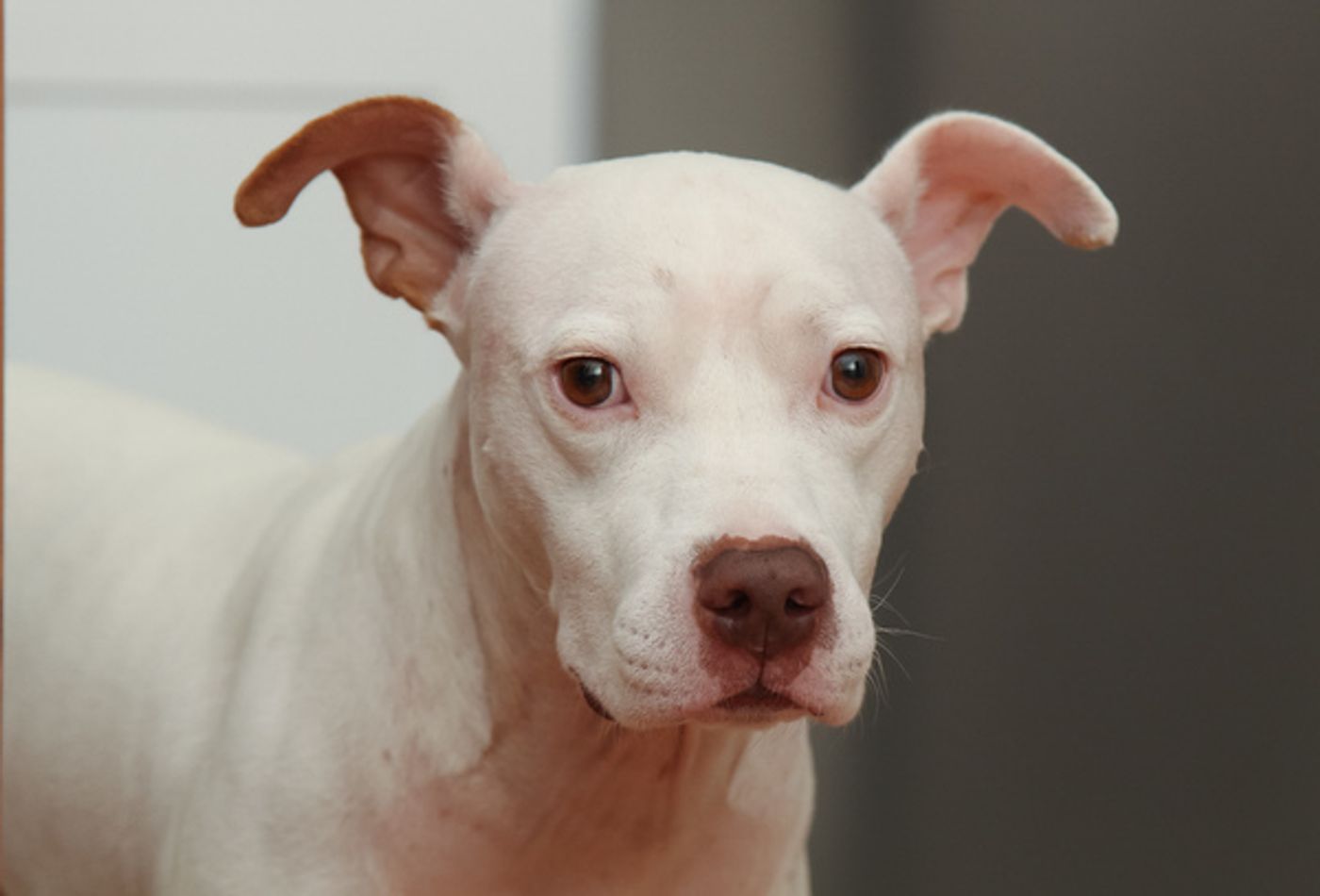 Tails of Broadway: WICKED's Riley Costello Plays Around with Ryder!  Image