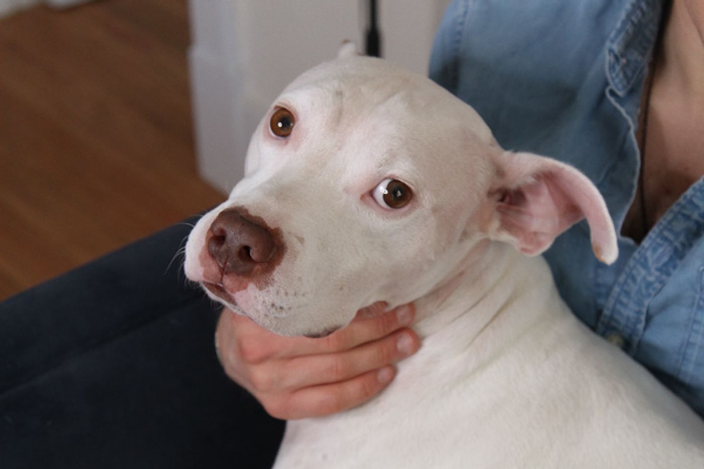 Tails of Broadway: WICKED's Riley Costello Plays Around with Ryder!  Image