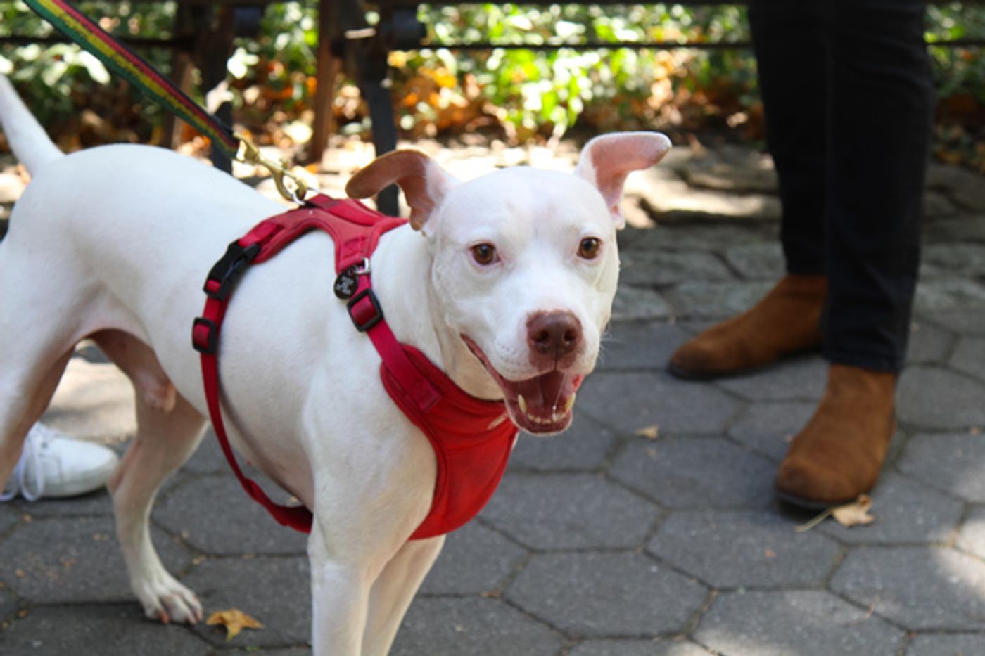 Tails of Broadway: WICKED's Riley Costello Plays Around with Ryder!  Image