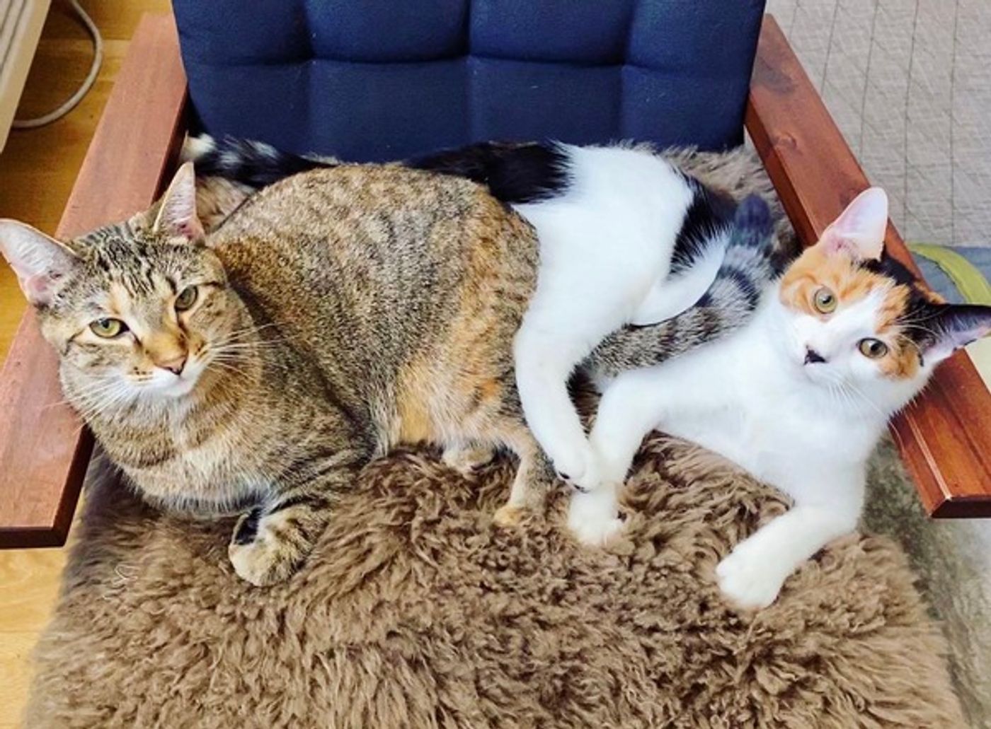 Tails of Broadway: Alice Ripley Cuddles Up with Carly and Suzy  Image