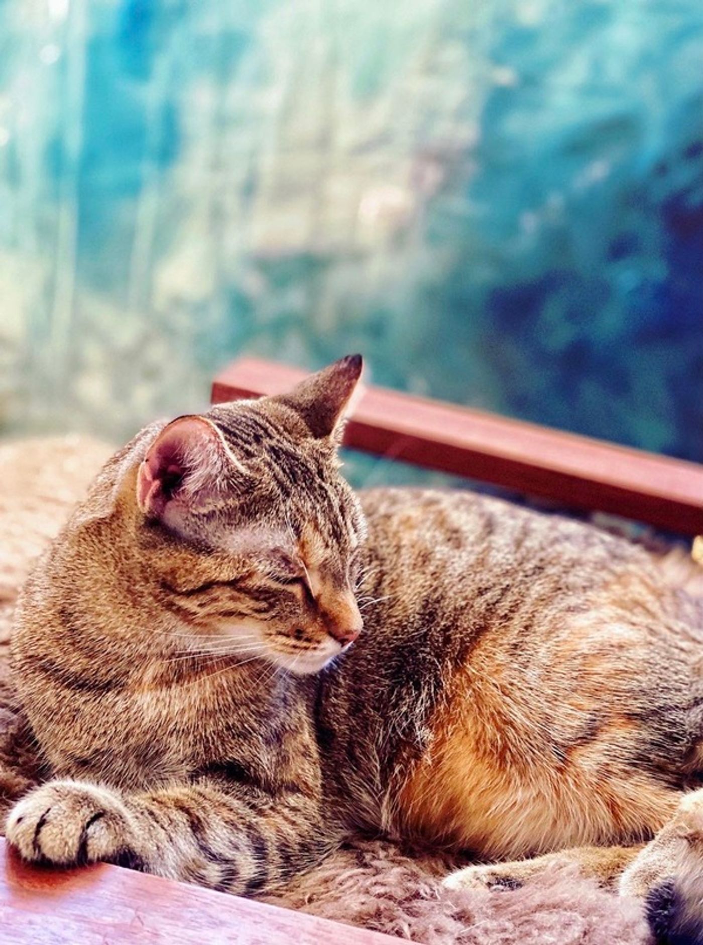 Tails of Broadway: Alice Ripley Cuddles Up with Carly and Suzy  Image