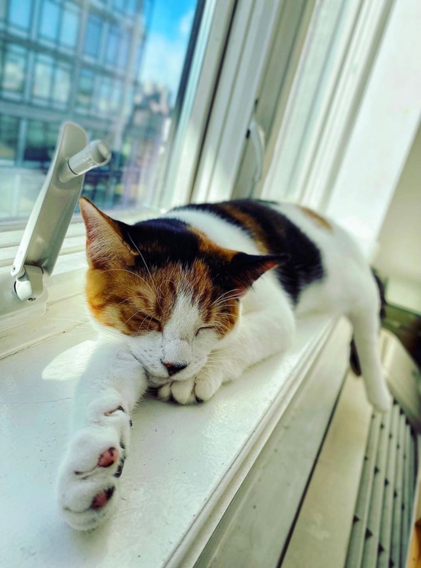 Tails of Broadway: Alice Ripley Cuddles Up with Carly and Suzy  Image