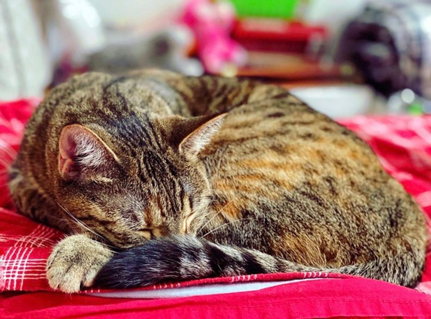 Tails of Broadway: Alice Ripley Cuddles Up with Carly and Suzy  Image