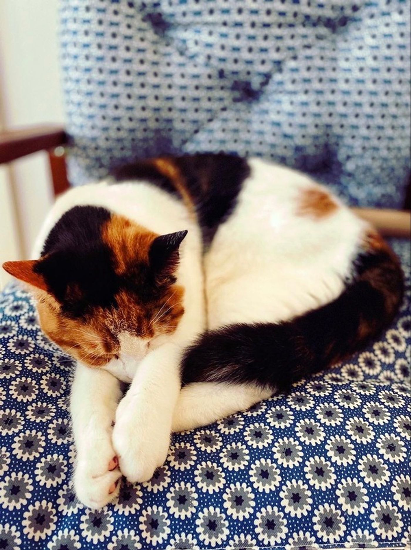 Tails of Broadway: Alice Ripley Cuddles Up with Carly and Suzy  Image