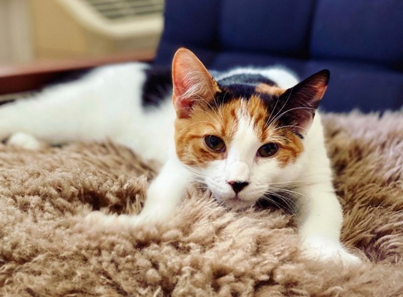 Tails of Broadway: Alice Ripley Cuddles Up with Carly and Suzy  Image