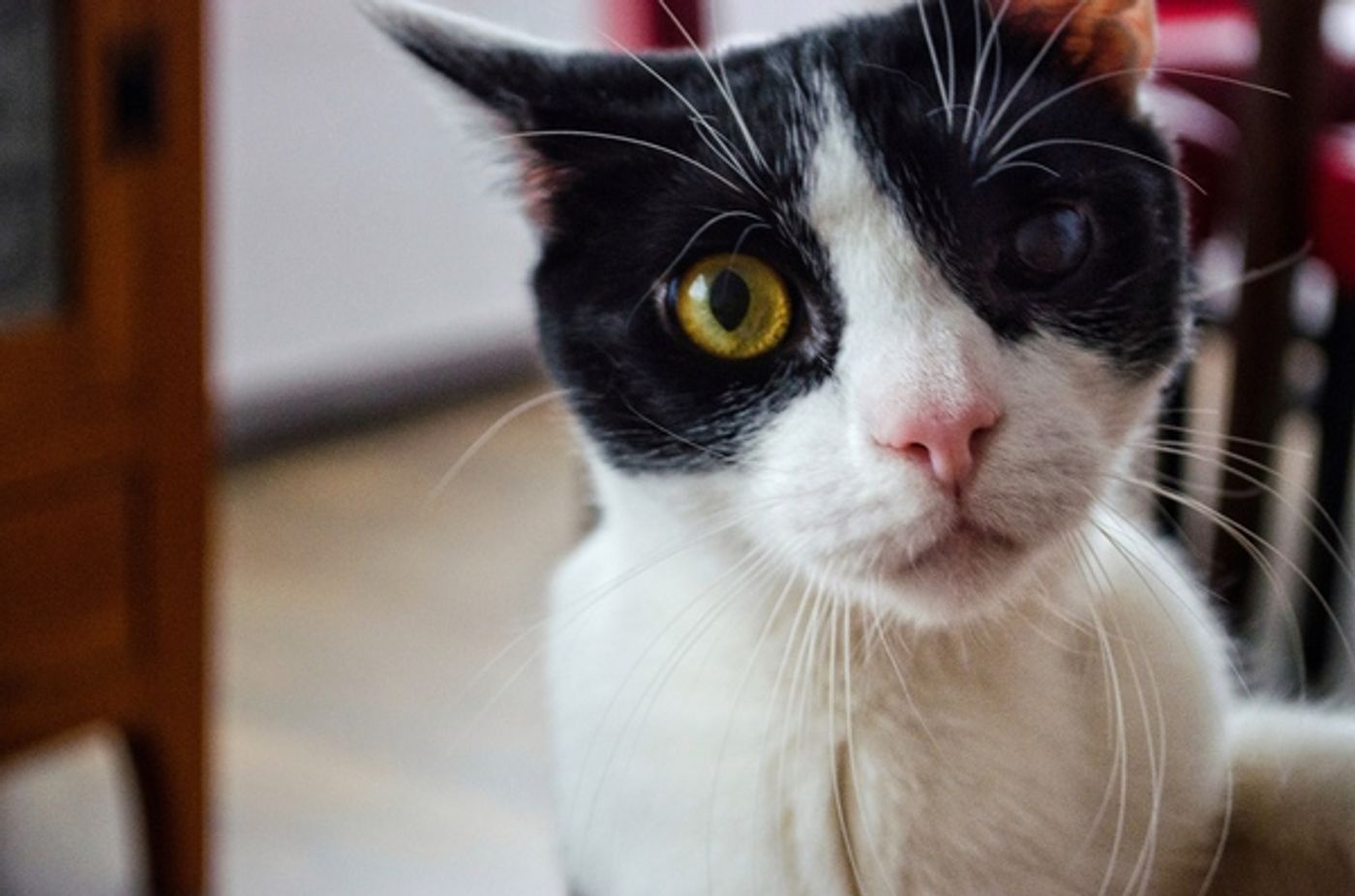 Tails of Broadway: Beth Leavel Plays Around with Malcolm! Tails of Broadway: Beth Leavel Plays Around with Malcolm! Image