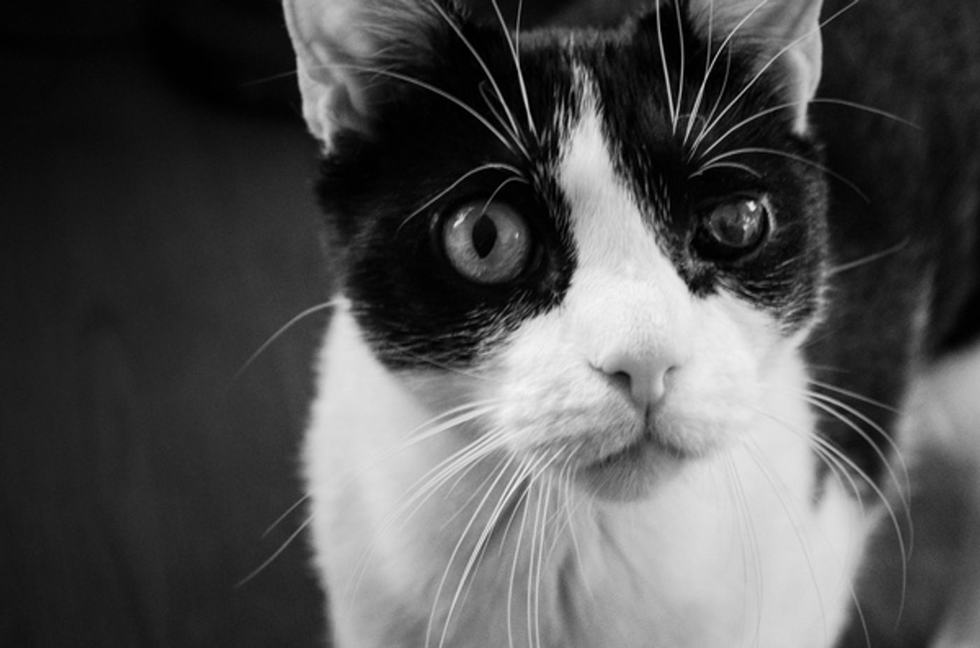 Tails of Broadway: Beth Leavel Plays Around with Malcolm! Tails of Broadway: Beth Leavel Plays Around with Malcolm! Image