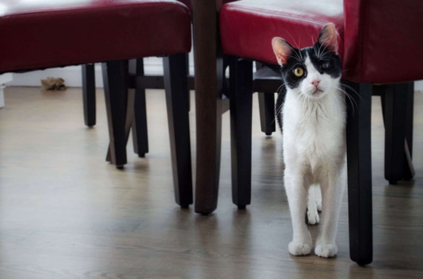 Tails of Broadway: Beth Leavel Plays Around with Malcolm! Tails of Broadway: Beth Leavel Plays Around with Malcolm! Image