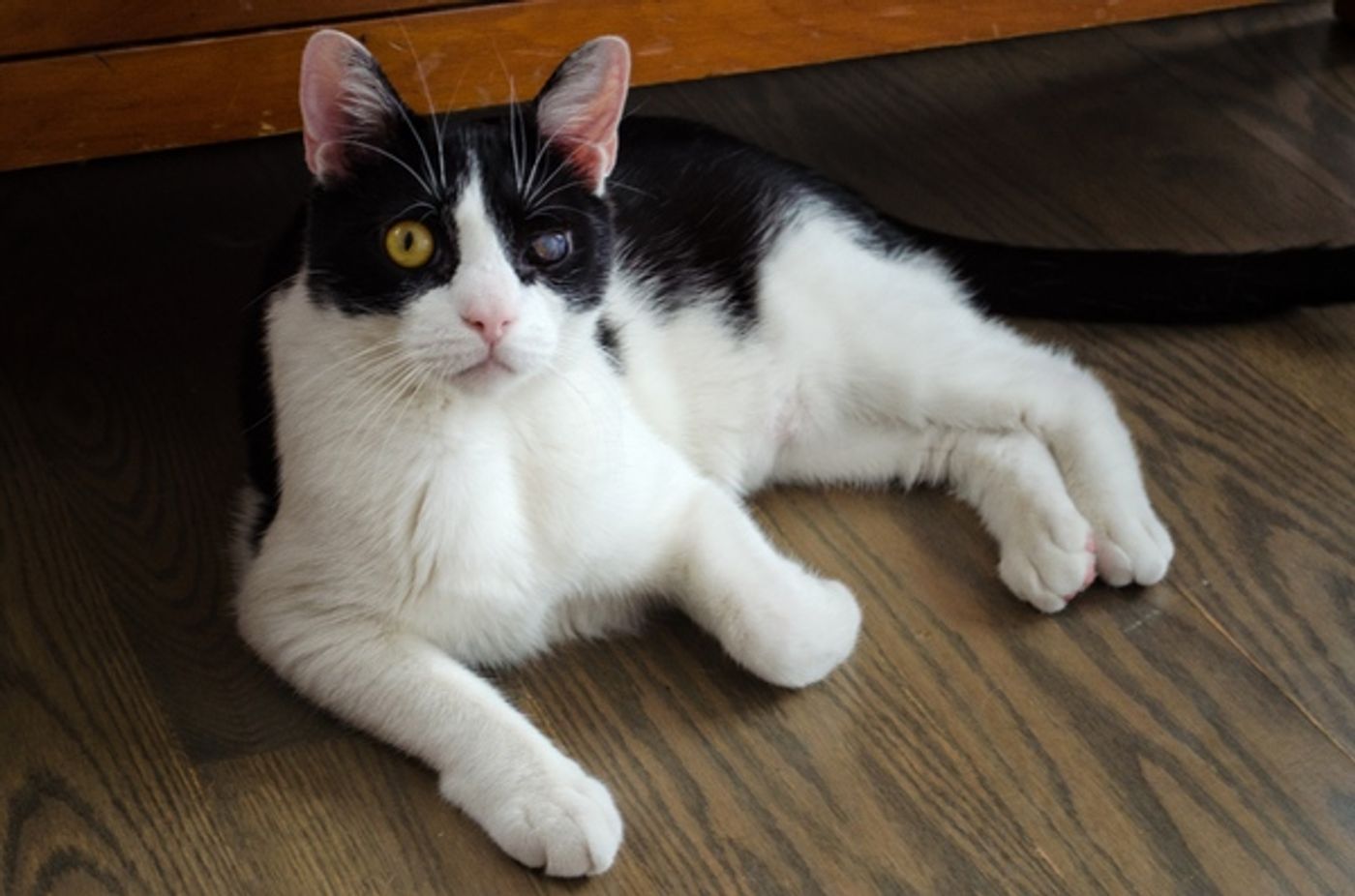 Tails of Broadway: Beth Leavel Plays Around with Malcolm! Tails of Broadway: Beth Leavel Plays Around with Malcolm! Image