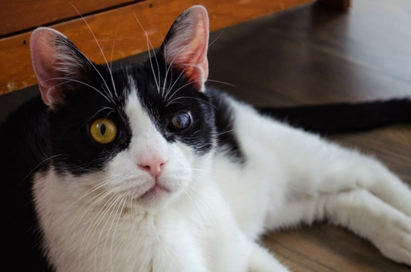 Tails of Broadway: Beth Leavel Plays Around with Malcolm! Tails of Broadway: Beth Leavel Plays Around with Malcolm! Image