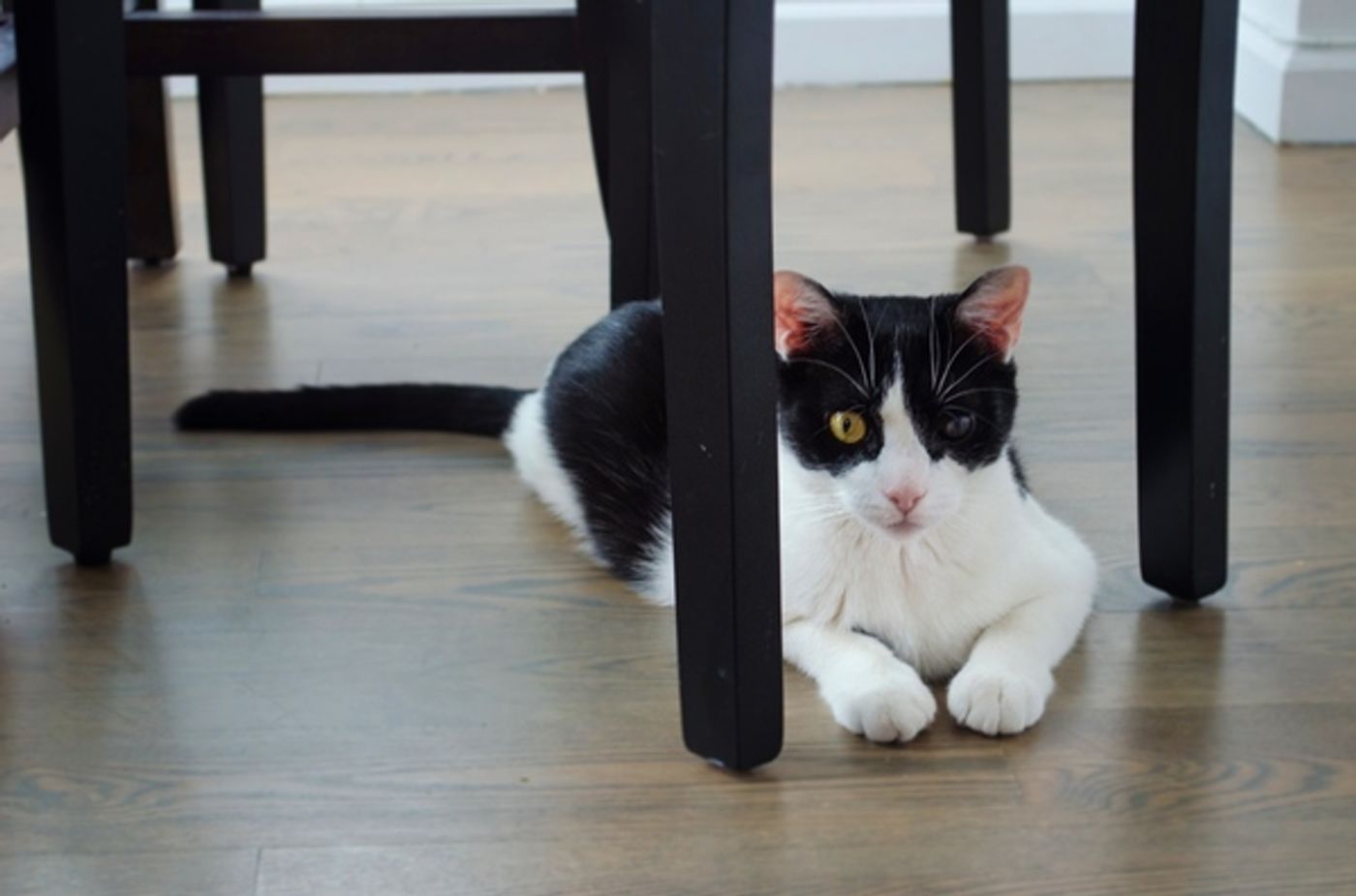 Tails of Broadway: Beth Leavel Plays Around with Malcolm! Tails of Broadway: Beth Leavel Plays Around with Malcolm! Image