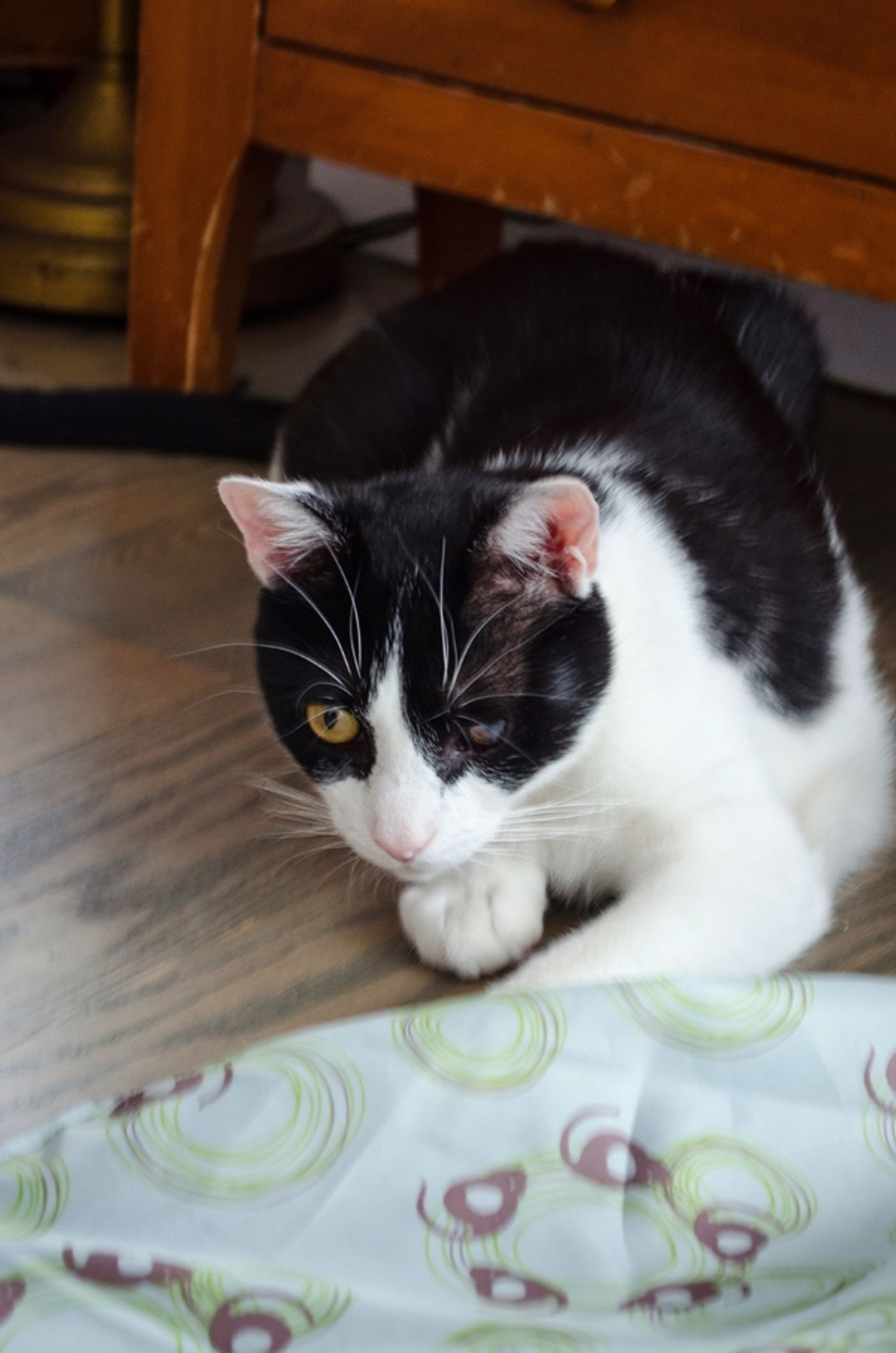 Tails of Broadway: Beth Leavel Plays Around with Malcolm! Tails of Broadway: Beth Leavel Plays Around with Malcolm! Image