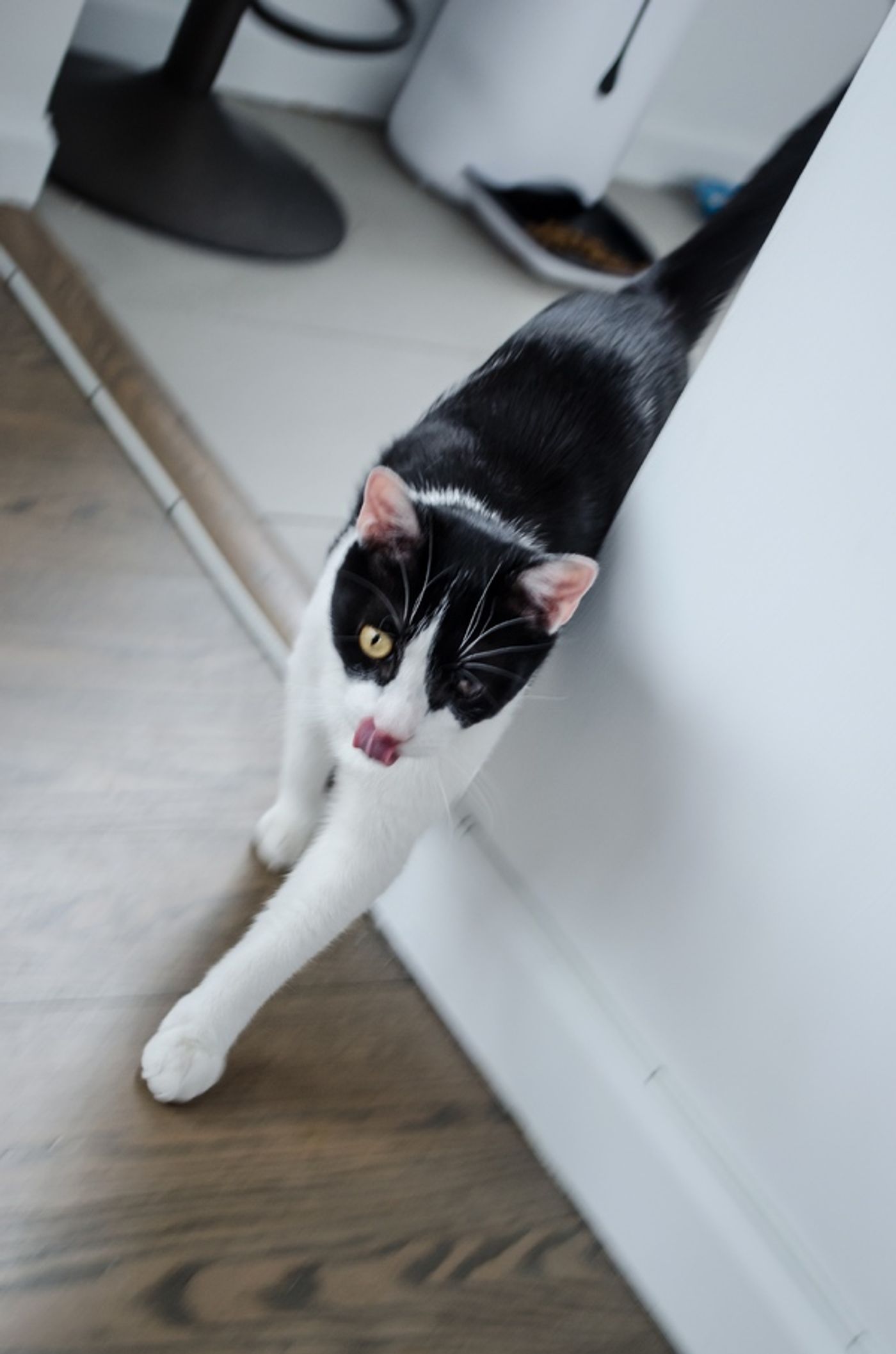 Tails of Broadway: Beth Leavel Plays Around with Malcolm! Tails of Broadway: Beth Leavel Plays Around with Malcolm! Image