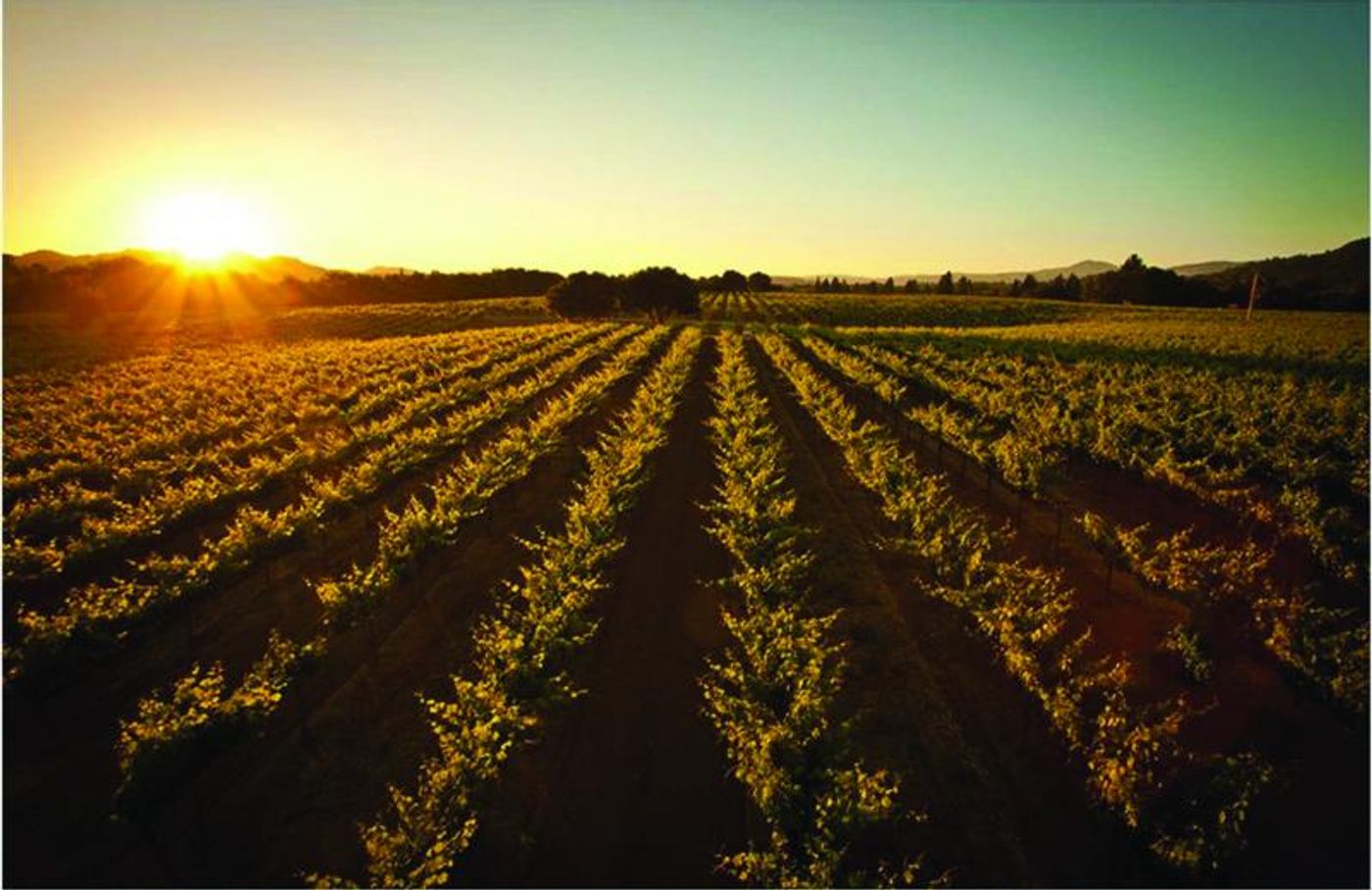 Photo Coverage: Paul Foppiano and FOPPIANO VINEYARDS in the Russian River Valley of California Photo Coverage: Paul Foppiano and FOPPIANO VINEYARDS in the Russian River Valley of California Image