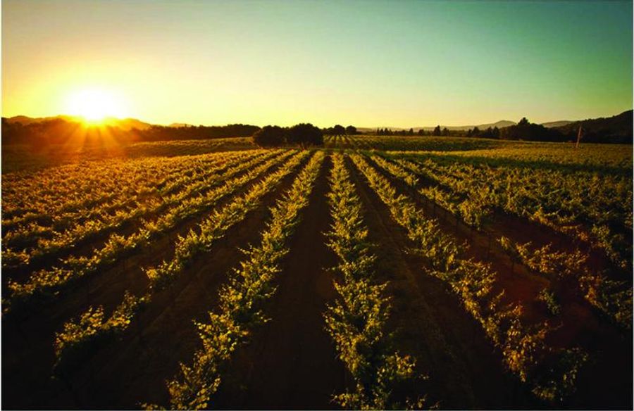 Photo Coverage: Paul Foppiano and FOPPIANO VINEYARDS in the Russian River Valley of California Image
