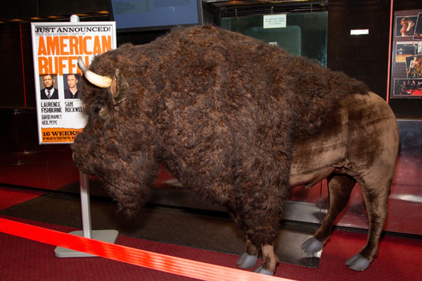 Photo Coverage: Nickel the Buffalo Takes Residence at AMERICAN BUFFALO Photo Coverage: Nickel the Buffalo Takes Residence at AMERICAN BUFFALO Image