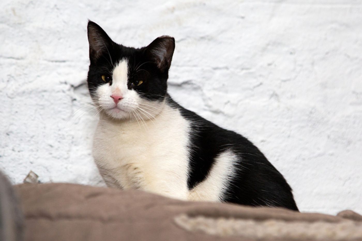 BWW Exclusive: Cats (But Not CATS) Take Center Stage  Image