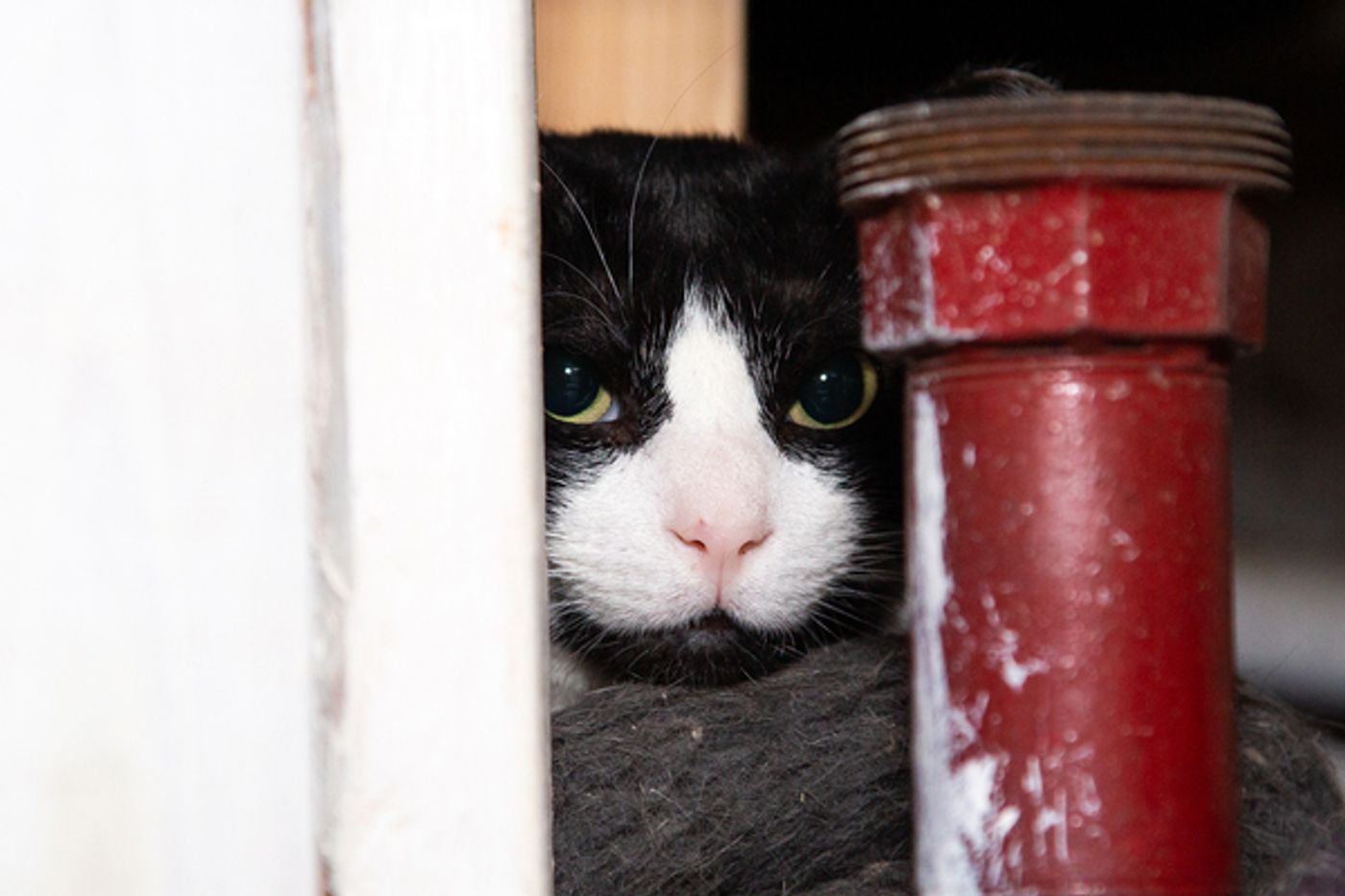 BWW Exclusive: Cats (But Not CATS) Take Center Stage  Image