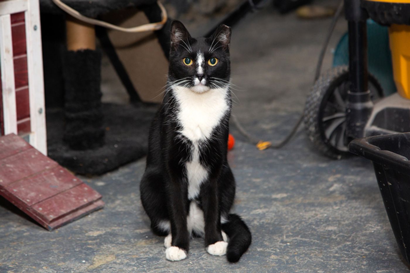 BWW Exclusive: Cats (But Not CATS) Take Center Stage  Image