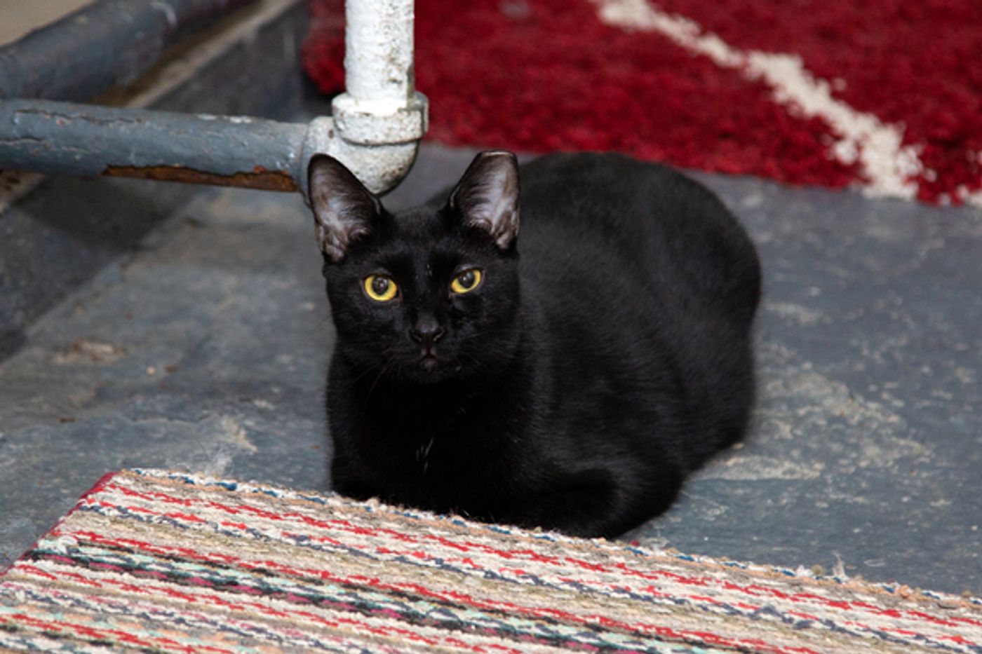 BWW Exclusive: Cats (But Not CATS) Take Center Stage  Image