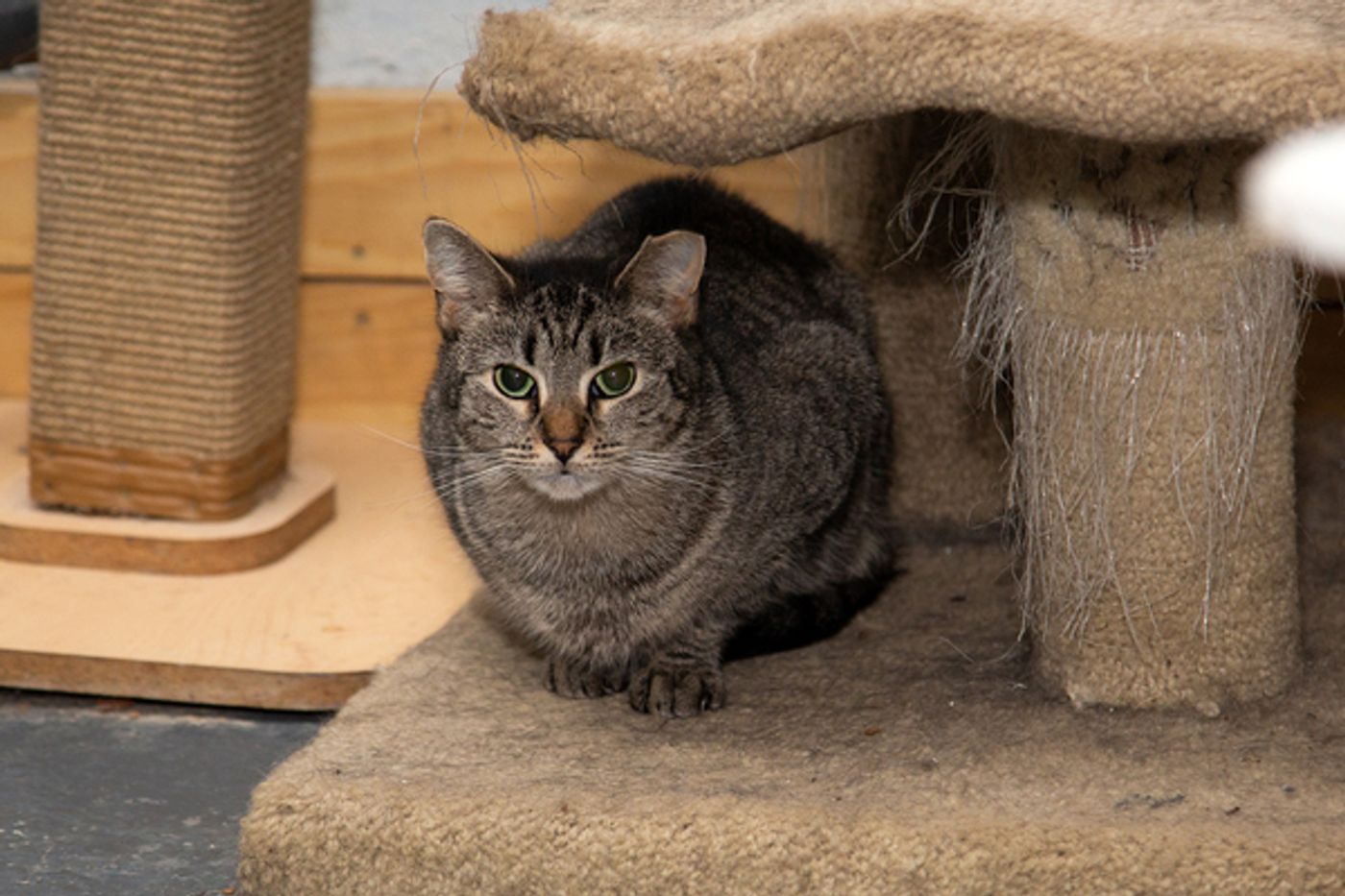 BWW Exclusive: Cats (But Not CATS) Take Center Stage  Image