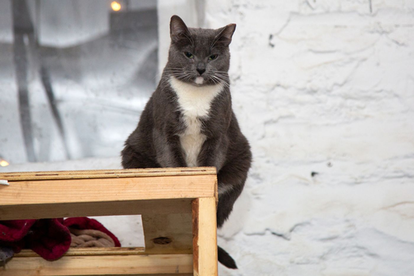 BWW Exclusive: Cats (But Not CATS) Take Center Stage  Image