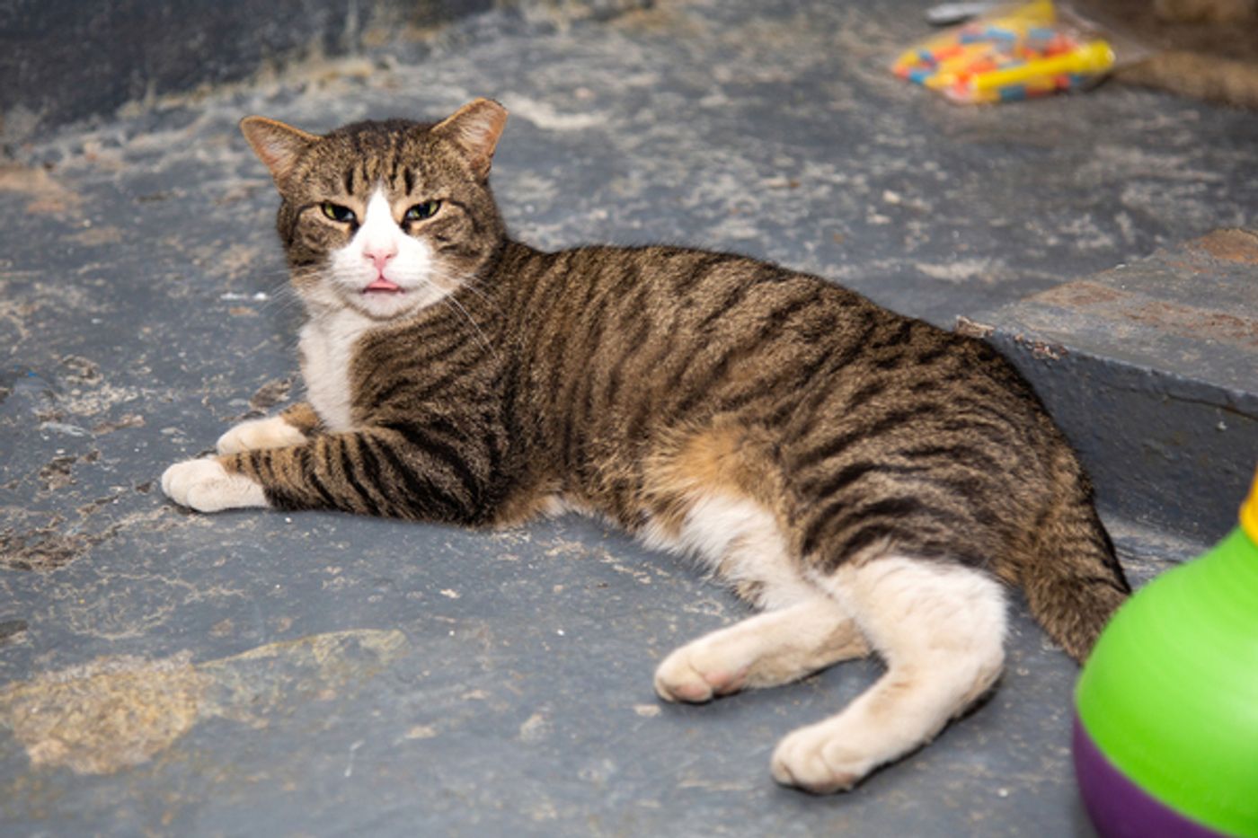BWW Exclusive: Cats (But Not CATS) Take Center Stage  Image