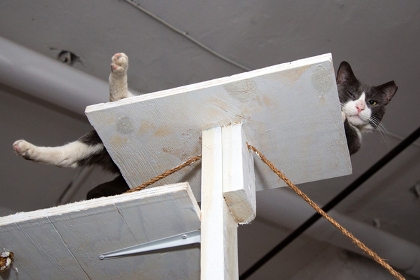 BWW Exclusive: Cats (But Not CATS) Take Center Stage  Image