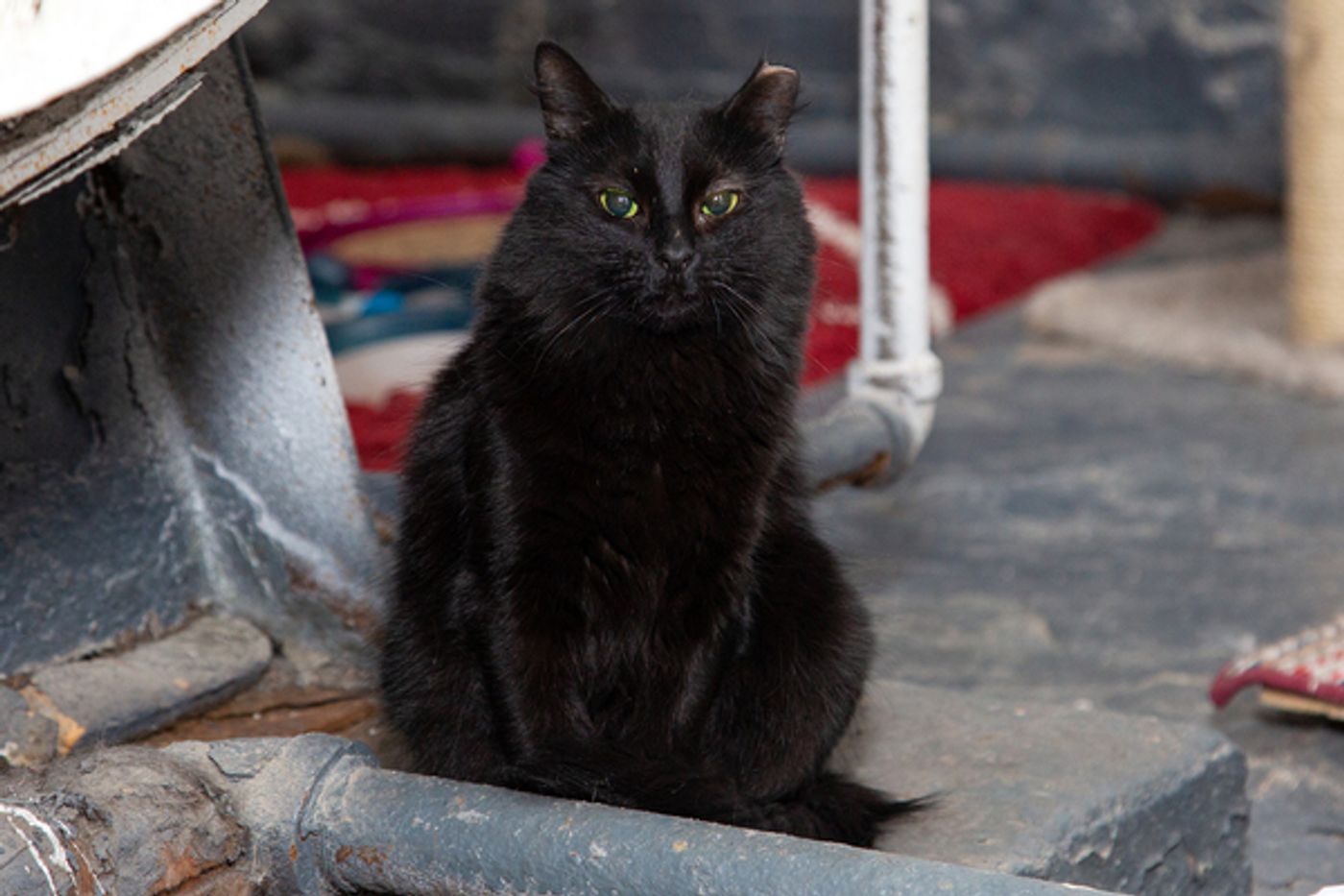 BWW Exclusive: Cats (But Not CATS) Take Center Stage  Image