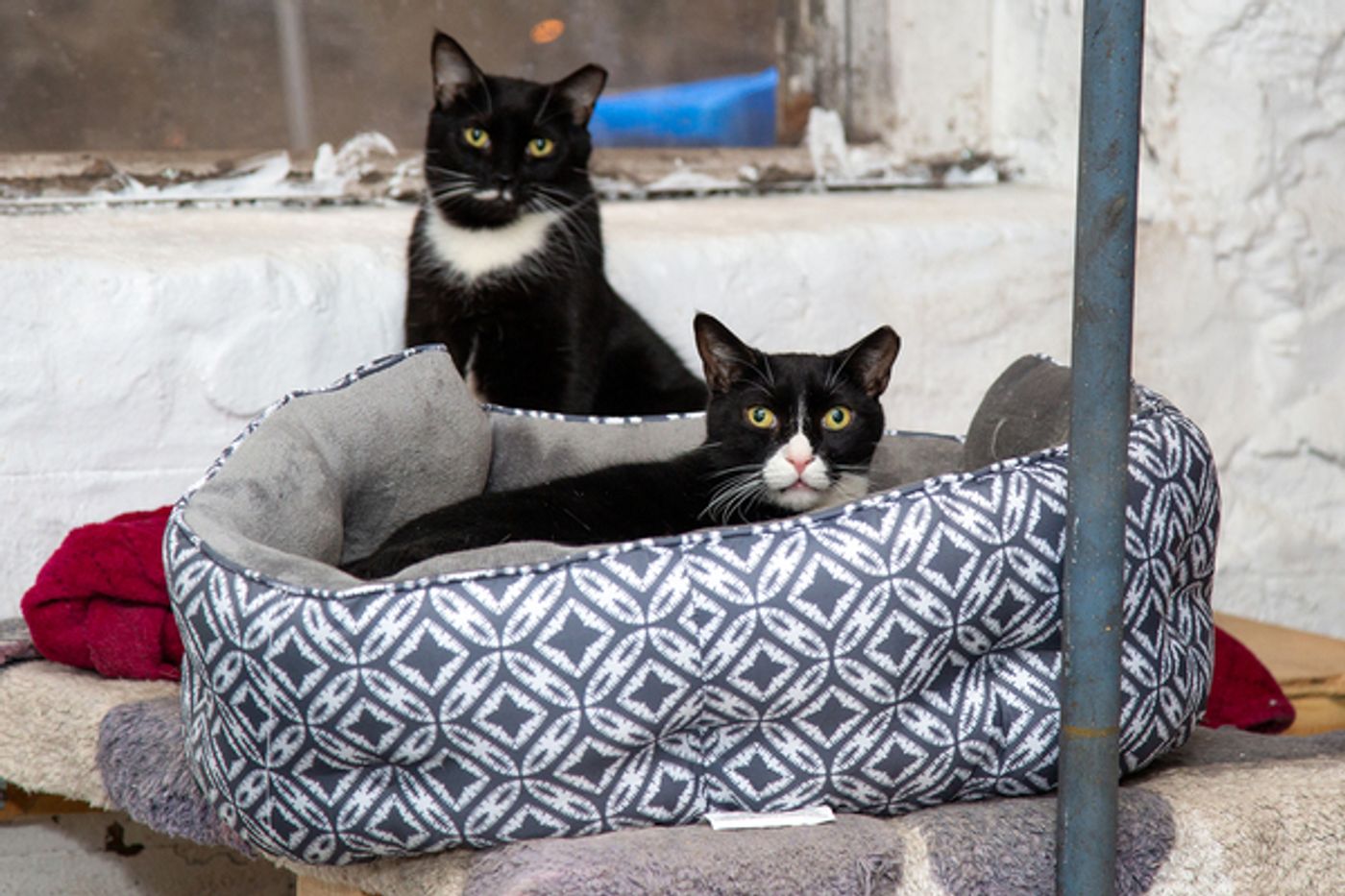 BWW Exclusive: Cats (But Not CATS) Take Center Stage  Image