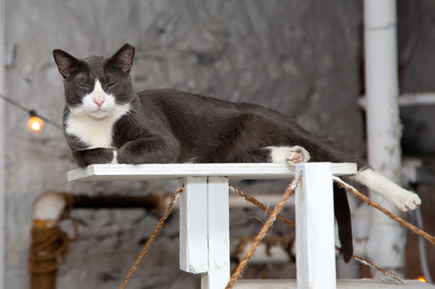 BWW Exclusive: Cats (But Not CATS) Take Center Stage  Image