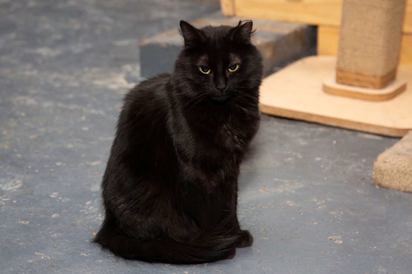 BWW Exclusive: Cats (But Not CATS) Take Center Stage  Image