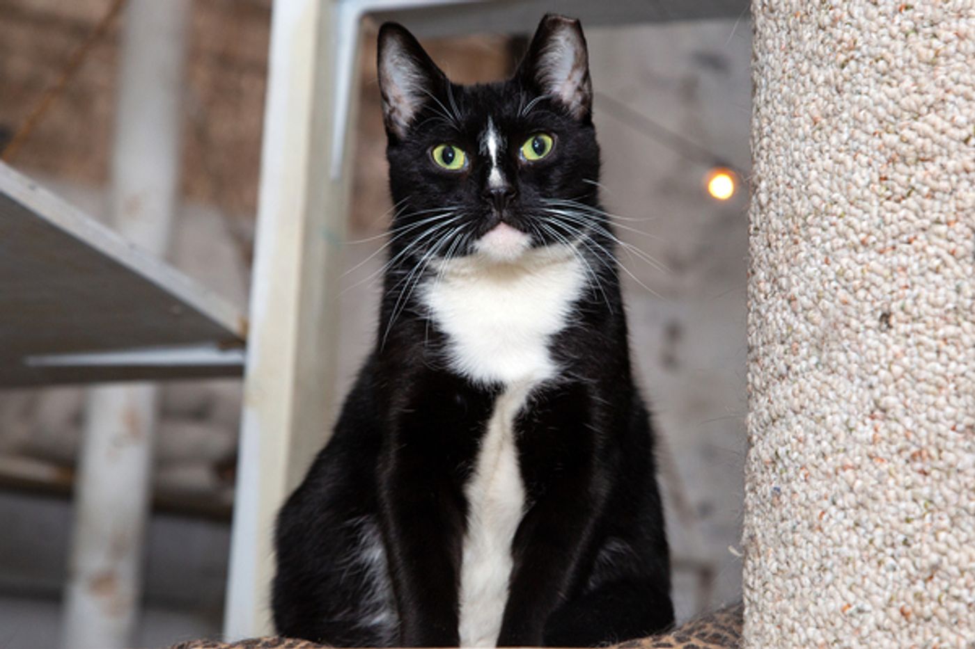 BWW Exclusive: Cats (But Not CATS) Take Center Stage  Image