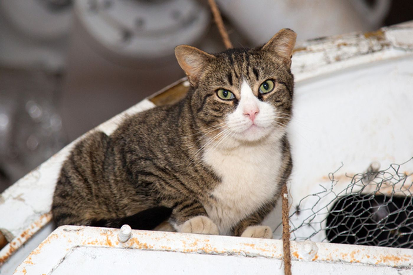 BWW Exclusive: Cats (But Not CATS) Take Center Stage  Image