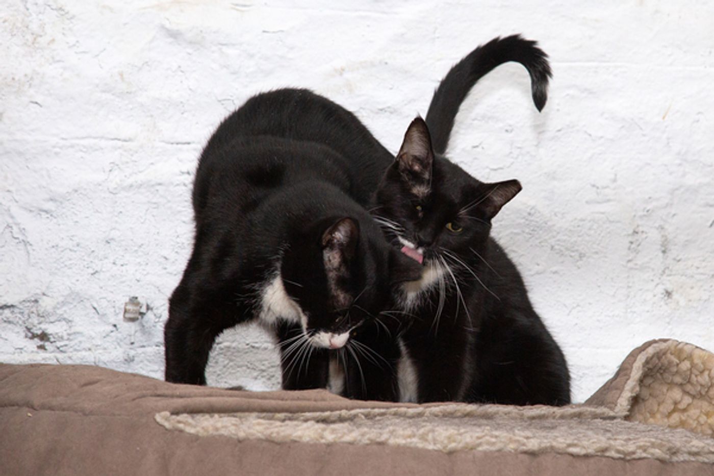 BWW Exclusive: Cats (But Not CATS) Take Center Stage  Image