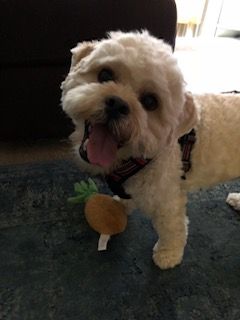 BWW Backstage Pets: LAUREN PAIGE WILSON and Fozzie BWW Backstage Pets: LAUREN PAIGE WILSON and Fozzie Image