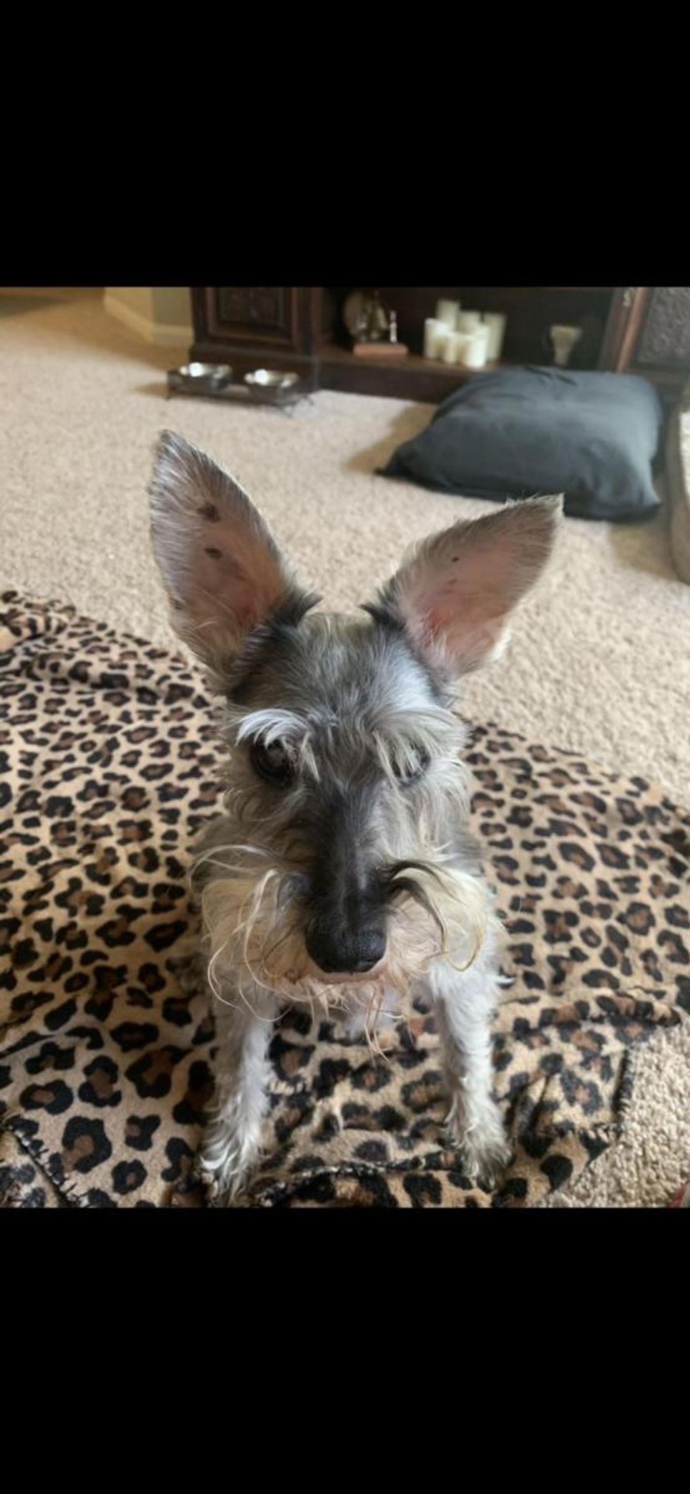 BWW Backstage Pets: KRISTI PARKER BYERS and Maggie  Image