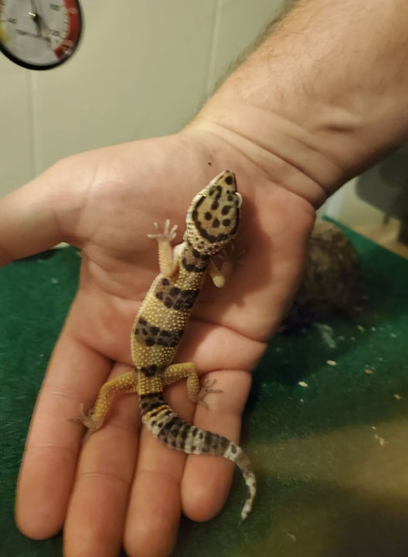 BWW Backstage Pets: EVAN HARRIS and Champ  Image