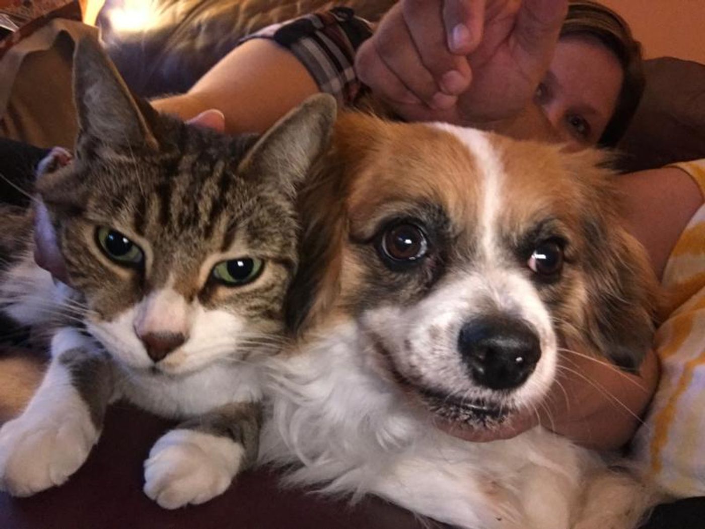 BWW Backstage Pets: Glow Lyric Theatre's CHRISTIAN AND JENNA ELSER and Their Pets  Image