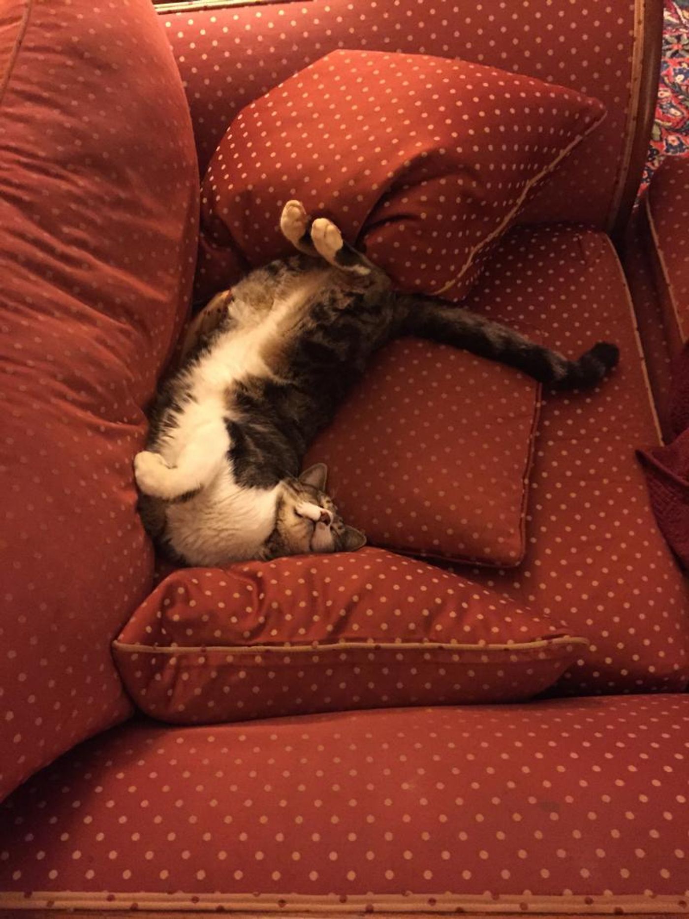 BWW Backstage Pets: Glow Lyric Theatre's CHRISTIAN AND JENNA ELSER and Their Pets  Image