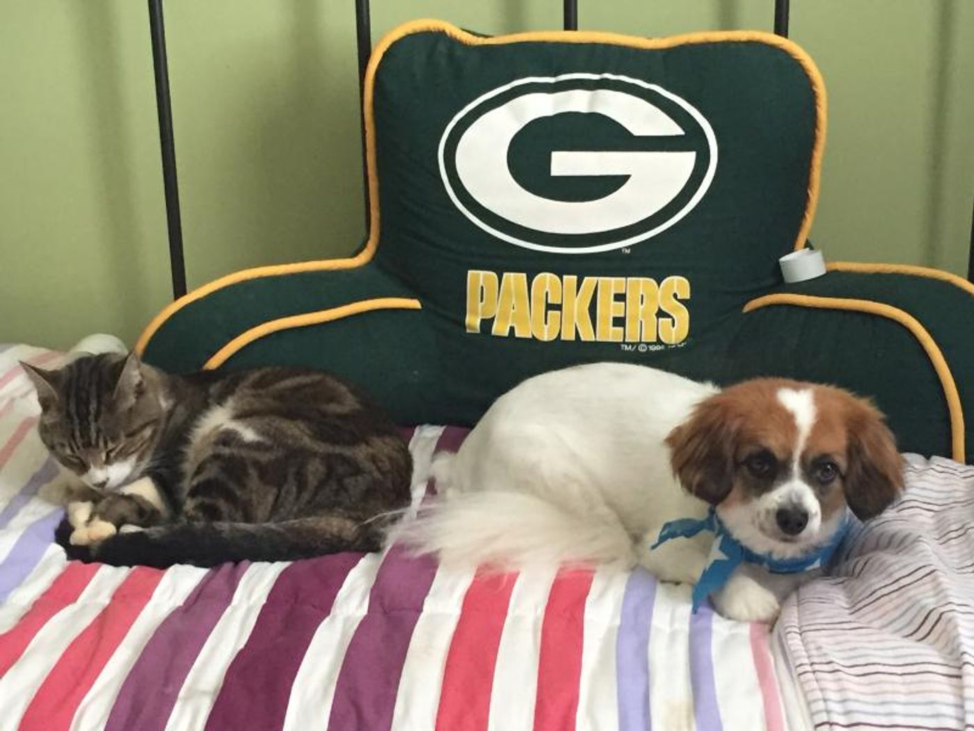 BWW Backstage Pets: Glow Lyric Theatre's CHRISTIAN AND JENNA ELSER and Their Pets  Image