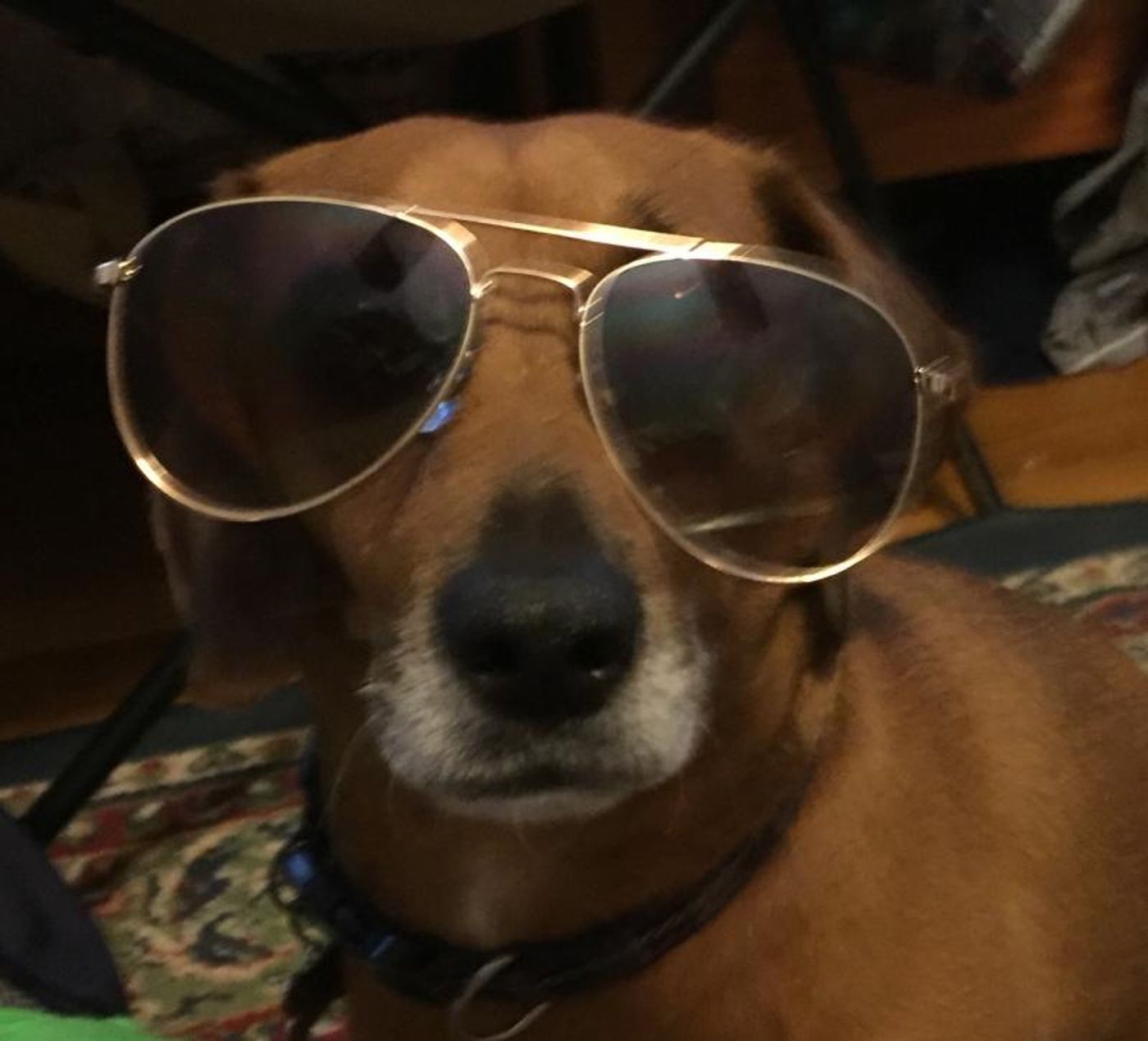 BWW Backstage Pets: SHAW SHURLEY and Ringo  Image