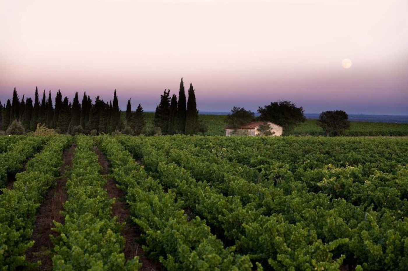 Rosé Wines are In Season – Exquisite Choices  Image